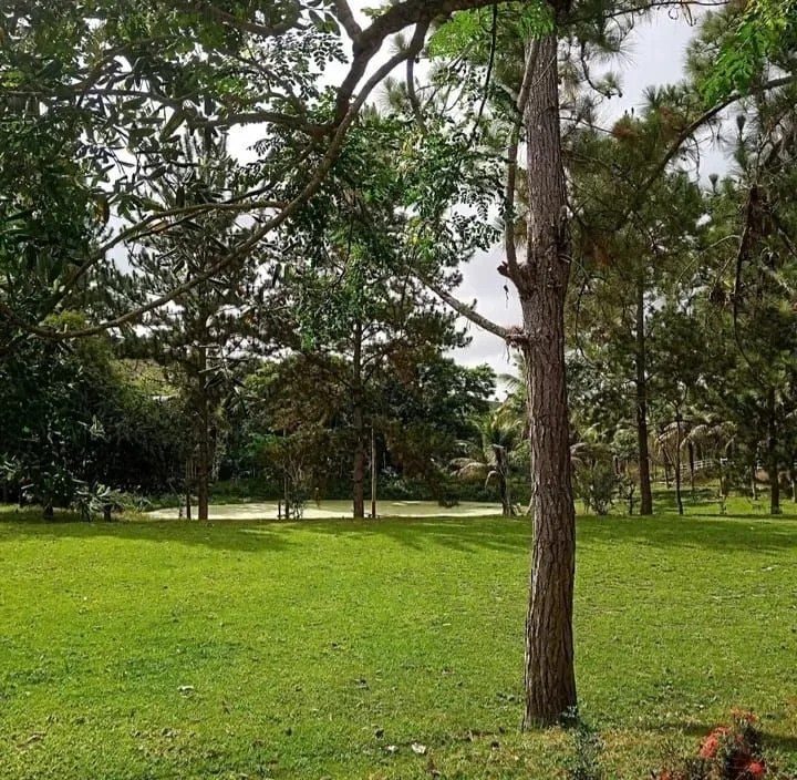 Bosque sombreado descendo até a água