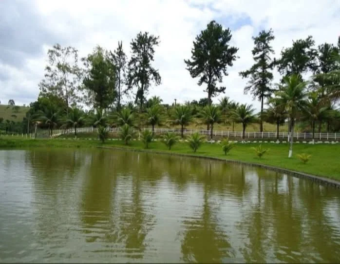Lago do sítio com coqueiros plantados em toda a margem